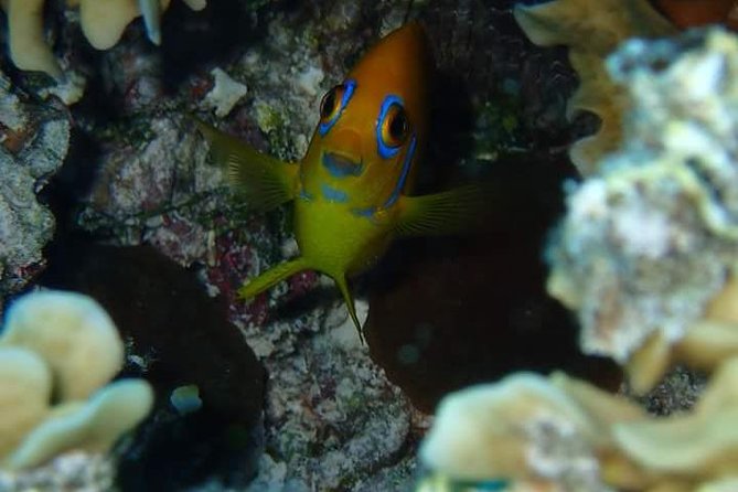 Combo Diving and Snorkeling Half-Day Tour - Starting at 8:30 a.m. with H2O Bora Bora