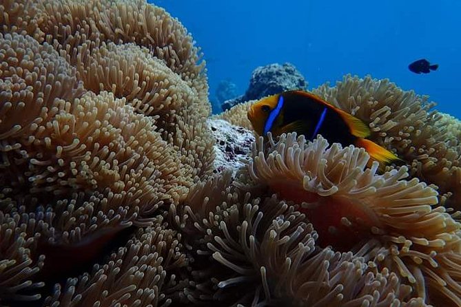 Combo Diving and Snorkeling Half-Day Tour - Two snorkeling spots after the tank