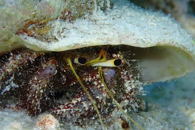 Combo Diving and Snorkeling Half-Day Tour - What the private format changes
