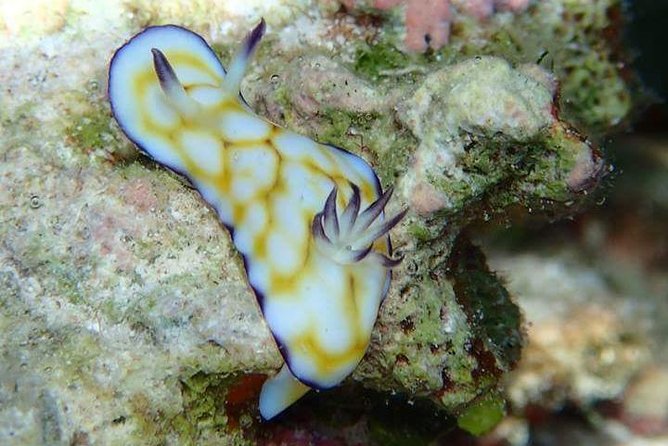 Combo Diving and Snorkeling Half-Day Tour - Is $950 good value for two people?