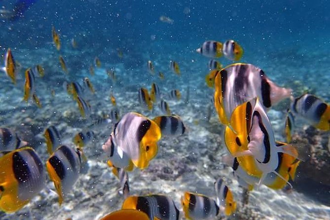 Combo Diving and Snorkeling Half-Day Tour - Fitness, health, and practical limits