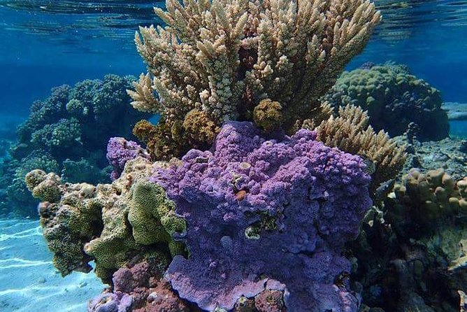 Combo Diving and Snorkeling Half-Day Tour - The one-tank scuba session for beginners and certified participants