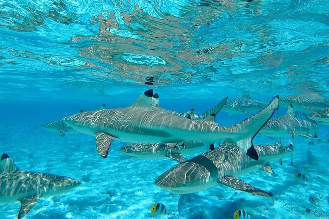 Combo snorkeling + motu lunch + jet ski group tour full day - A jet ski ride after lunch