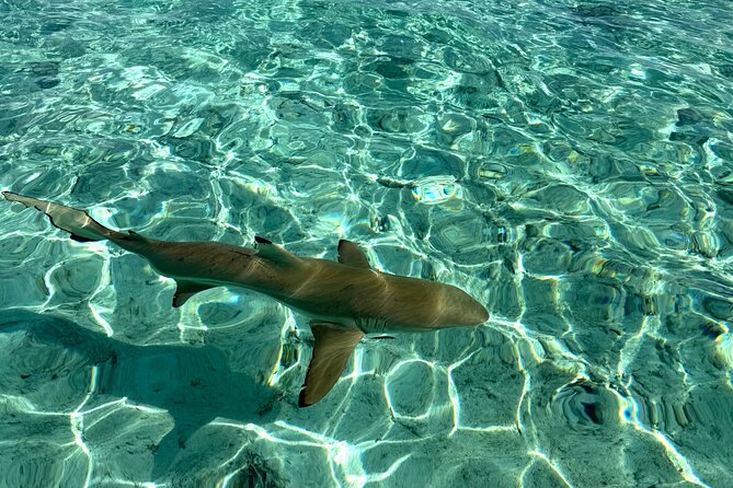 Crazy sea horse Bora Bora Comfortable boat, snorkeling and lunch - Mo and Tu bring the human touch