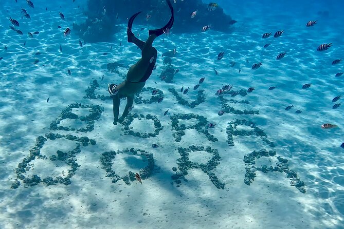 Crazyseahorseborabora Comfortable boat , sensational snorkeling . - Coral Gardens and the Value of Shallow Water