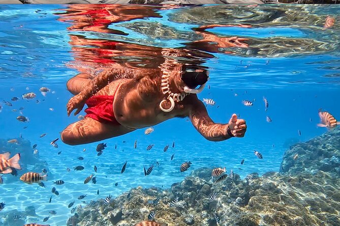Crazyseahorseborabora Comfortable boat , sensational snorkeling . - Snorkeling With Blacktip Sharks and Rays