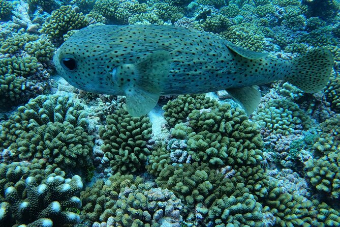 Discover the Beauty of Polynesian Waters by Boat and Snorkeling - The Aquarium and its three underwater wrecks