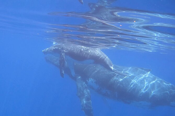 Discover the Beauty of Polynesian Waters by Boat and Snorkeling - Wildlife highlights, including one exceptional sighting