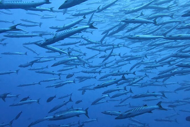 Discover the Beauty of Polynesian Waters by Boat and Snorkeling - Is $151.83 good value for 2 hours 30 minutes?