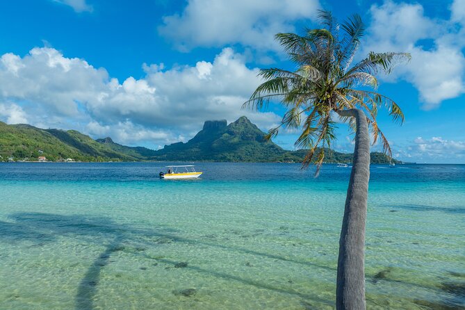 Discover the black pearl in Bora Bora - The shell opening is the big moment