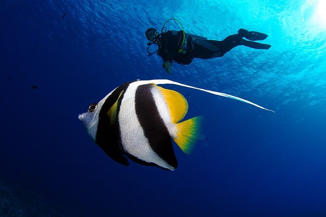 Double Diving Adventure Exploration for Certified Divers - Two Underwater Sessions in One Morning