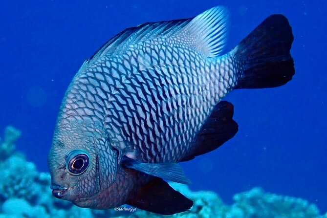 Double Diving Adventure Exploration for Certified Divers - Equipment, Boats, and Staff Support