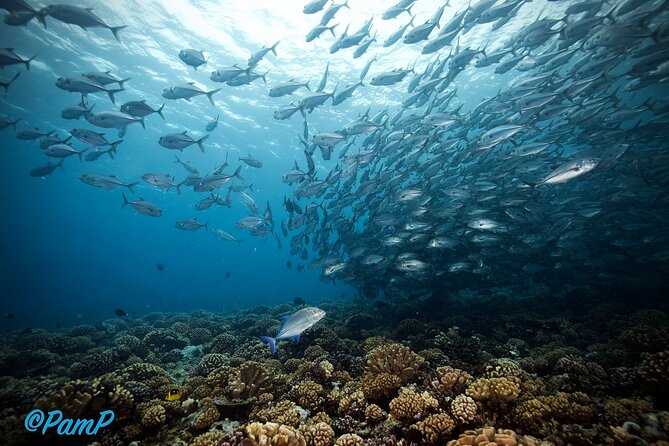 Double Diving Adventure Exploration for Certified Divers - Reef Life and Responsible Practices