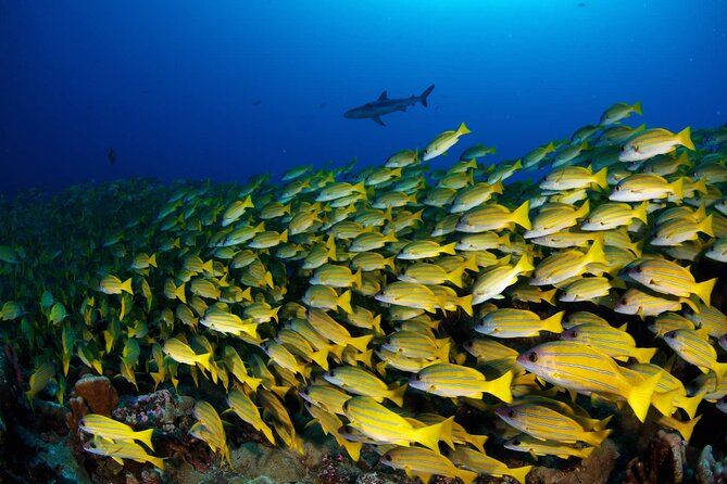 Double Diving Adventure Exploration for Certified Divers - Is $240.50 a Fair Price?