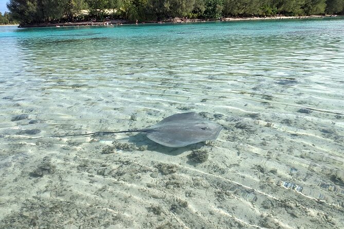 Eco guided excursion to the lagoon of Moorea in a transparent kayak Afternoon 2h - Who will enjoy this most?