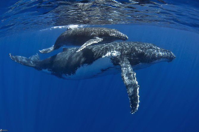 Enjoy Moorea Private day tour - Is $764.01 good value?