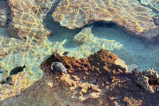 Excursion The Blue Lagoon and Reef Island - Why this Rangiroa day trip is different