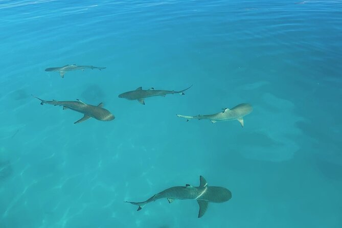 Excursion The Blue Lagoon and Reef Island - Starting at Tiputa Pass with dolphin watching