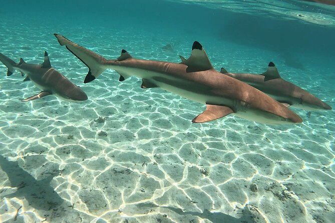 Exploration, Taha'a Lagoon Tour by Private Boat - Domaine Pari Pari and the taste of Taha’a rum