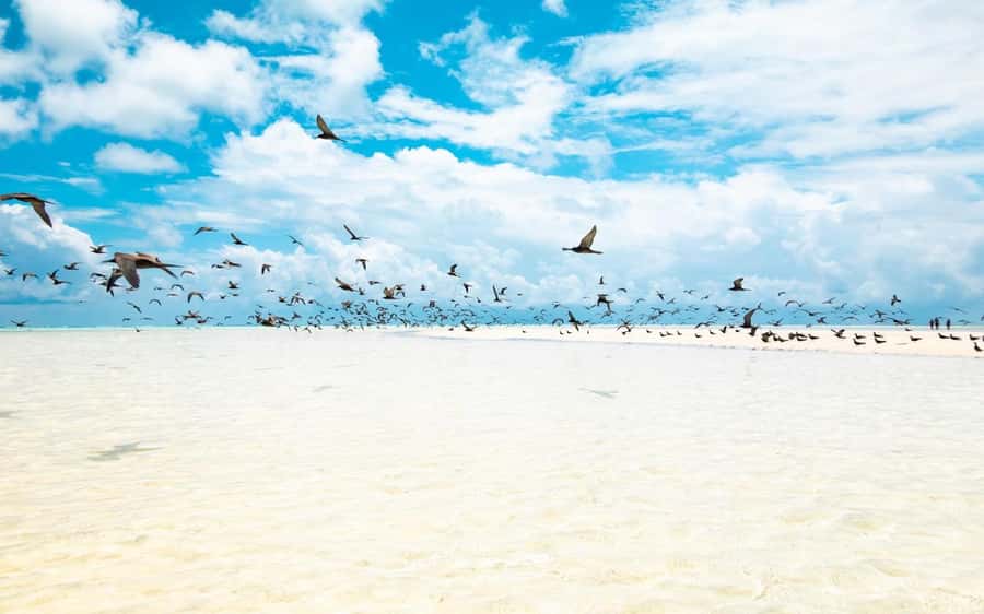 From Tahiti: Tetiaroa Island Tour by Sailing Catamaran - Free time on an island with very few people