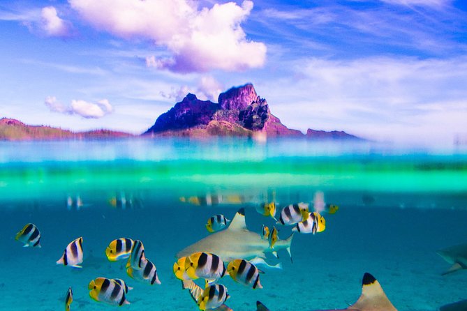 Full-Day Bora Bora Lagoon Cruise Including Snorkeling with Sharks and Stingrays - Why This Bora Bora Cruise Deserves a Place on Your Schedule