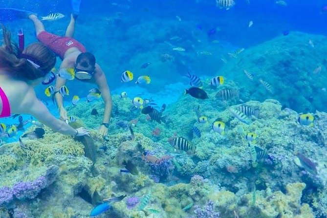 Full-Day Bora Bora Lagoon Cruise Including Snorkeling with Sharks and Stingrays - A Full Day on Bora Bora’s Lagoon