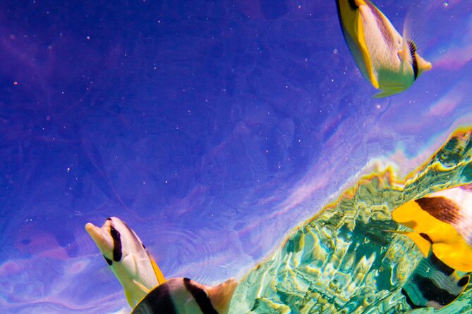 Full-Day Bora Bora Lagoon Cruise Including Snorkeling with Sharks and Stingrays - Coral Gardens: Bora Bora’s Underwater Aquarium