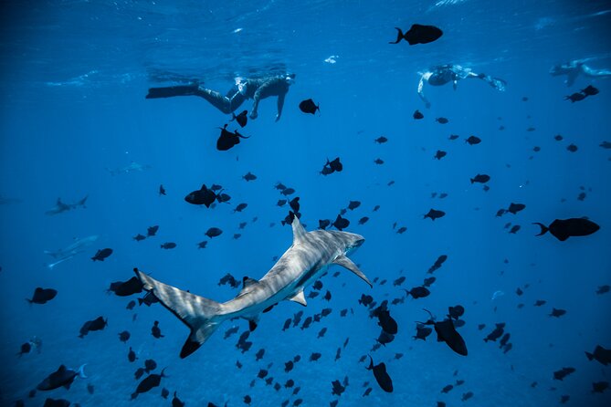 Full-Day Bora Bora Lagoon Cruise Including Snorkeling with Sharks and Stingrays - Coconut Husking, Music, and Island Views