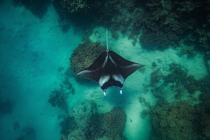 Full Day Eco Snorkeling & Traditional BBQ Lunch on a Motu - The coral garden stop brings color and detail