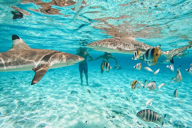 Full Day Lagoon Group Tour in Bora Bora with Lunch - Why this six-hour lagoon trip earns a place on your itinerary