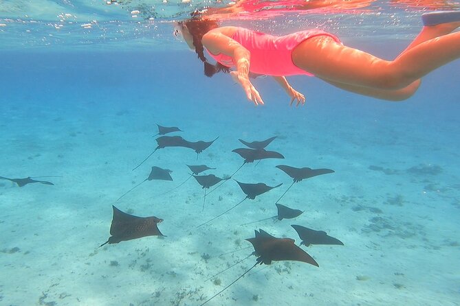 Full-day Lagoon Safari Tour with Lunch in Bora Bora - Shared tour - The highlights at a glance