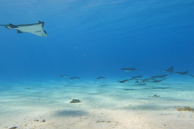 Full-day Lagoon Safari Tour with Lunch in Bora Bora - Shared tour - Stop one: getting your bearings on Bora Bora’s lagoon