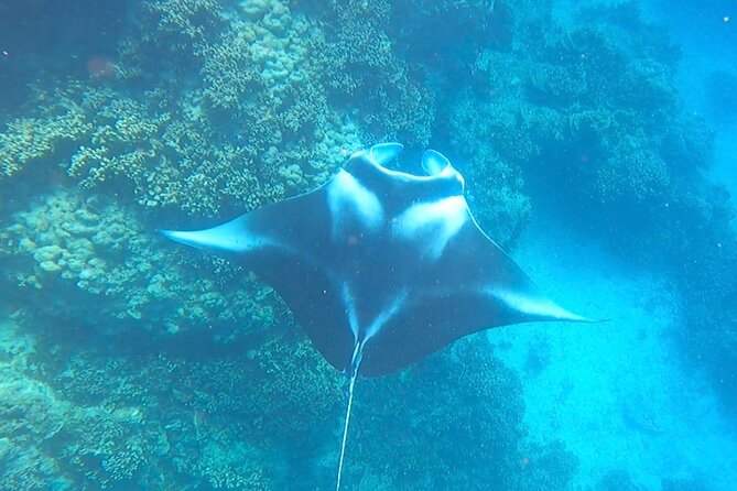 Full-day Lagoon Safari Tour with Lunch in Bora Bora - Shared tour - Stop two: blacktip reef sharks and friendly stingrays