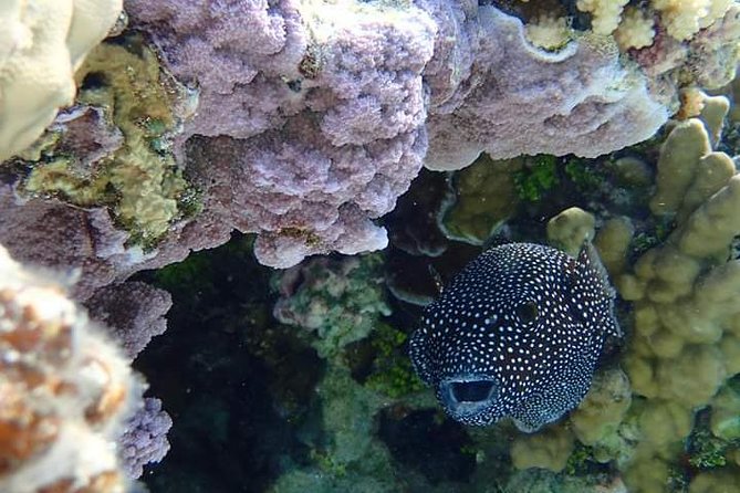 Full-Day Private Boat Tour of Bora Bora Lagoon with Snorkel - Afternoon exploring at your own speed