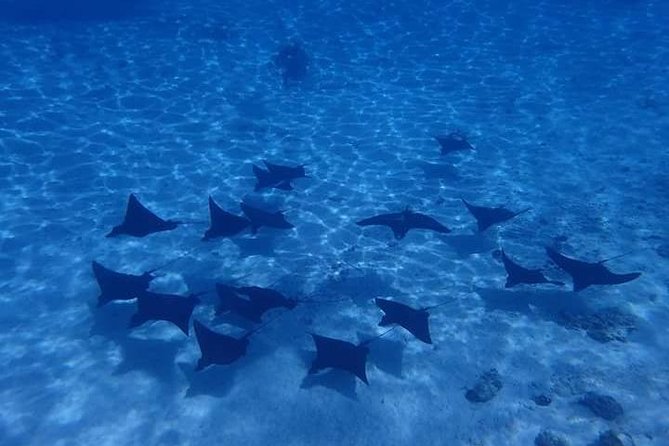Full-Day Private Boat Tour of Bora Bora Lagoon with Snorkel - Morning on the lagoon: clear water and coral country