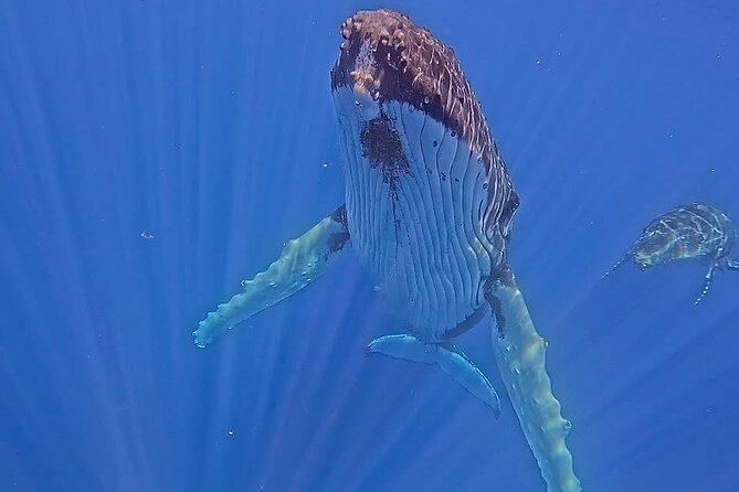 Guided Small Group Whale Watching and Swim Tour Tahiti - Key points to know before you book