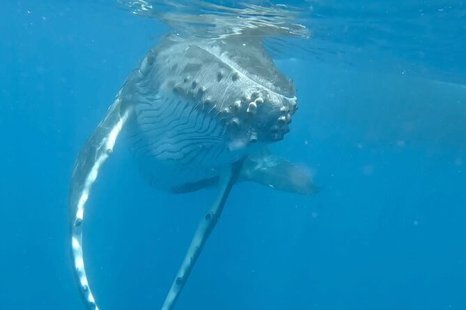 Guided Small Group Whale Watching and Swim Tour Tahiti - Why this Tahiti whale tour feels different
