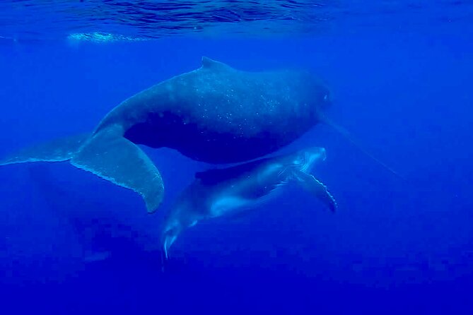Guided Small Group Whale Watching and Swim Tour Tahiti - Entering the water beside whales