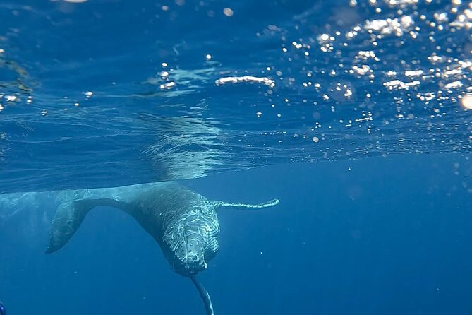 Guided Small Group Whale Watching and Swim Tour Tahiti - Turtles, rays, coral gardens, and wreck sites