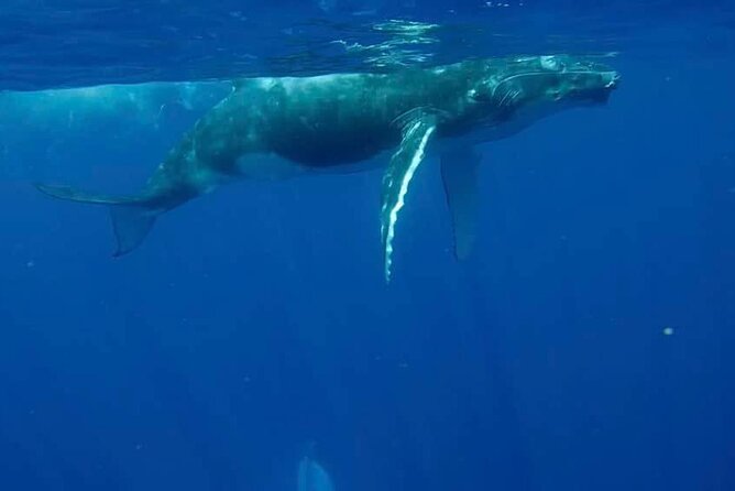 Guided Small Group Whale Watching and Swim Tour Tahiti - Starting at 8:00 am from Papeete