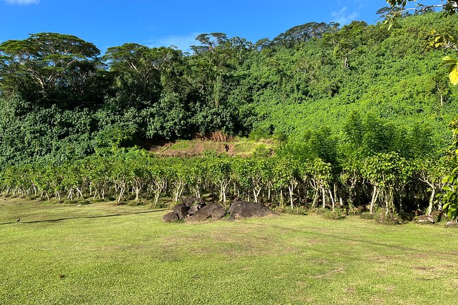 Guided tour of the island of Tahaa with Revanui Excursions - Mana’o turns local ingredients into rum