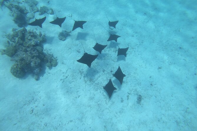 Half a day to discover Bora Bora with O-sea - The possible manta ray stop