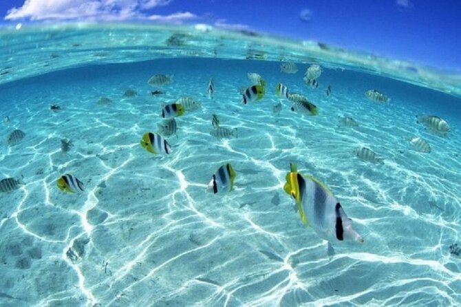 Half day Eco Snorkeling small group Tour in Bora Bora - Who will enjoy this outing most