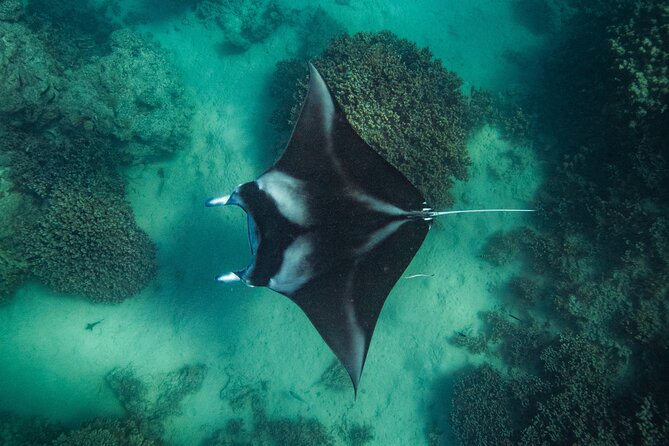 Half day Eco Snorkeling small group Tour in Bora Bora - The first swim: getting comfortable in shallow water