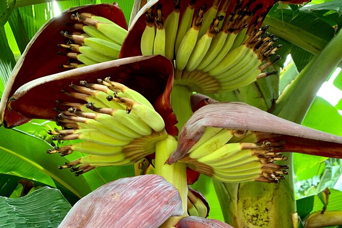 Half-Day Guided Hike to Afareaitu Waterfall - The private garden fruit tasting