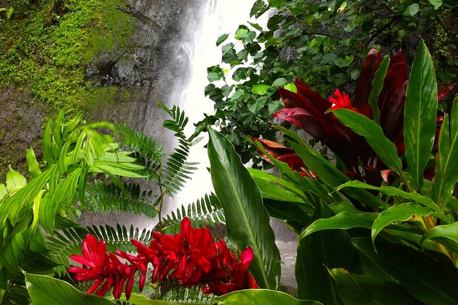 Half-Day Guided Hike to Afareaitu Waterfall - The trail, plants, and old Polynesian sites
