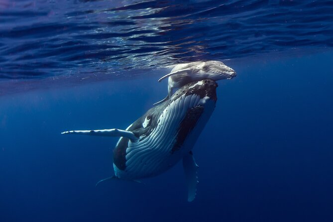 Half-Day Humpback Whales Encounter in Moorea - Starting at Coco Beach Restaurant Parking