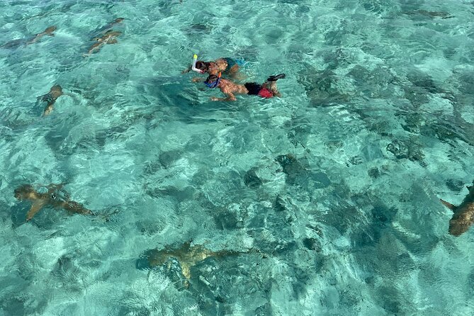 Half day lagoon safari tour in Bora Bora- Shared tour - Five things to know before you book