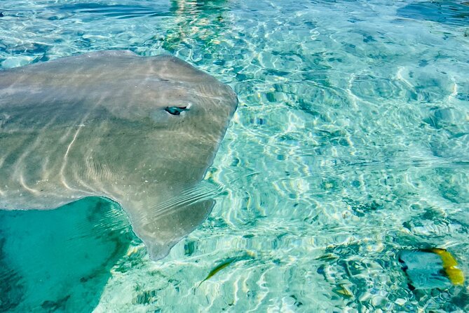Half day lagoon safari tour in Bora Bora- Shared tour - Starting at Matira with Rohivai Tours