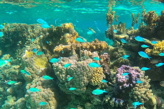 Half day lagoon safari tour in Bora Bora- Shared tour - The boat ride gives you Bora Bora’s best first view